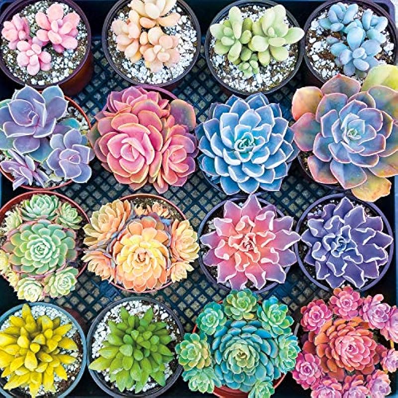 Buffalo Games Sweet Succulents Jigsaw Puzzle Review